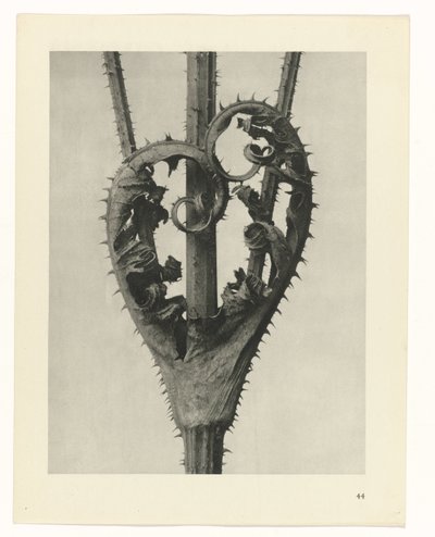 Badania roślin Archetypy sztuki: fotograficzne wizerunki roślin (tytuł serii) autorstwa Karl Blossfeldt