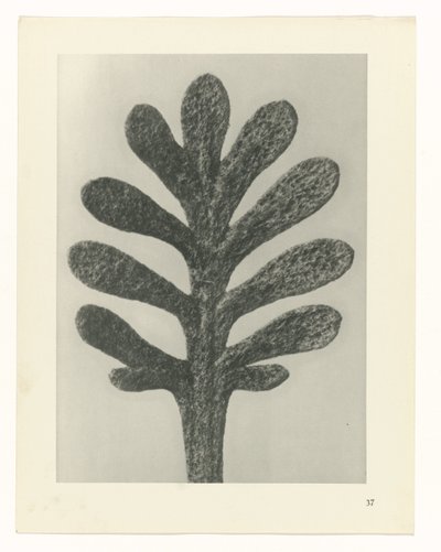 Badania roślin Archetypy sztuki: fotograficzne wizerunki roślin (tytuł serii) autorstwa Karl Blossfeldt
