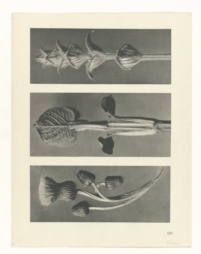 zaplanuj naukę Archetypy sztuki (tytuł serii) autorstwa Karl Blossfeldt