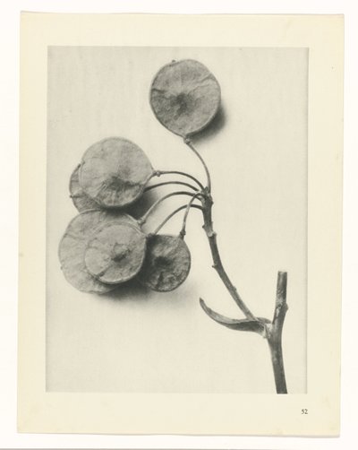 zaplanuj naukę Archetypy sztuki (tytuł serii) autorstwa Karl Blossfeldt