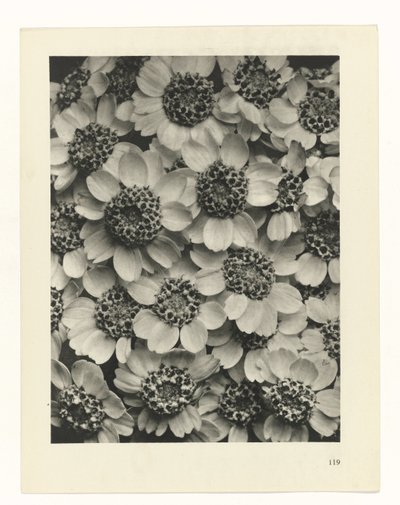 zaplanuj naukę Archetypy sztuki (tytuł serii) autorstwa Karl Blossfeldt