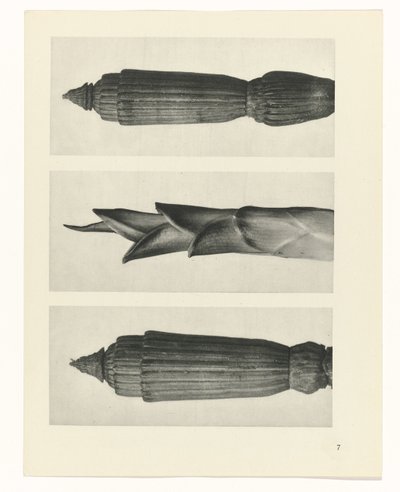 zaplanuj naukę Archetypy sztuki (tytuł serii) autorstwa Karl Blossfeldt