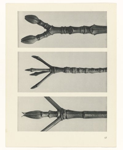zaplanuj naukę Archetypy sztuki (tytuł serii) autorstwa Karl Blossfeldt