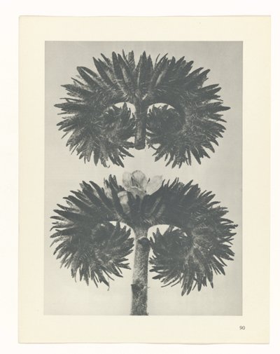 zaplanuj naukę Archetypy sztuki (tytuł serii) autorstwa Karl Blossfeldt