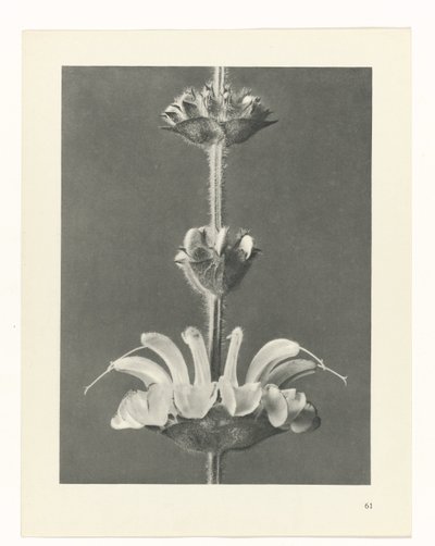 zaplanuj naukę Archetypy sztuki (tytuł serii) autorstwa Karl Blossfeldt