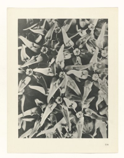 zaplanuj naukę Archetypy sztuki (tytuł serii) autorstwa Karl Blossfeldt