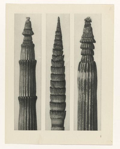 zaplanuj naukę Archetypy sztuki (tytuł serii) autorstwa Karl Blossfeldt