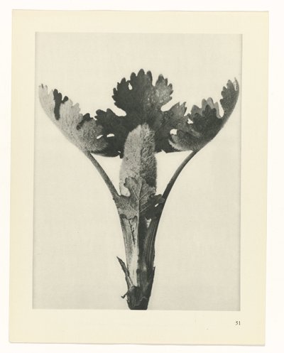 zaplanuj naukę Archetypy sztuki (tytuł serii) autorstwa Karl Blossfeldt