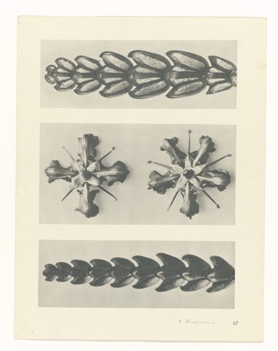 zaplanuj naukę Archetypy sztuki (tytuł serii) autorstwa Karl Blossfeldt