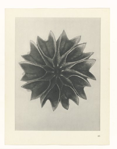 zaplanuj naukę Archetypy sztuki (tytuł serii) autorstwa Karl Blossfeldt