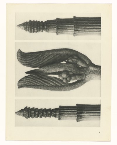 zaplanuj naukę Archetypy sztuki (tytuł serii) autorstwa Karl Blossfeldt