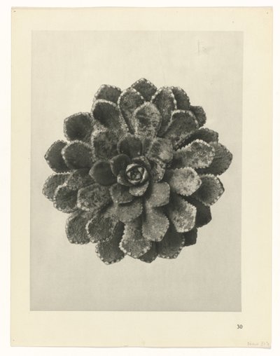 zaplanuj naukę Archetypy sztuki (tytuł serii) autorstwa Karl Blossfeldt