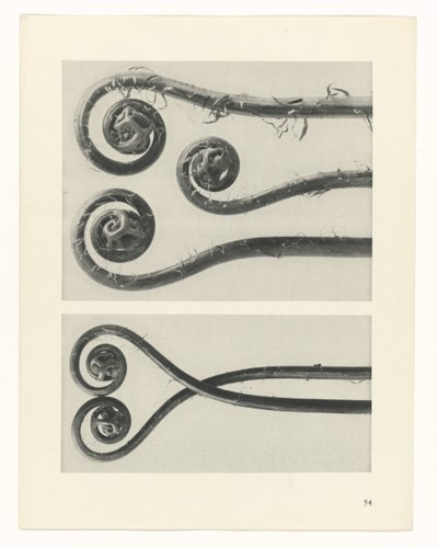 zaplanuj naukę Archetypy sztuki (tytuł serii) autorstwa Karl Blossfeldt