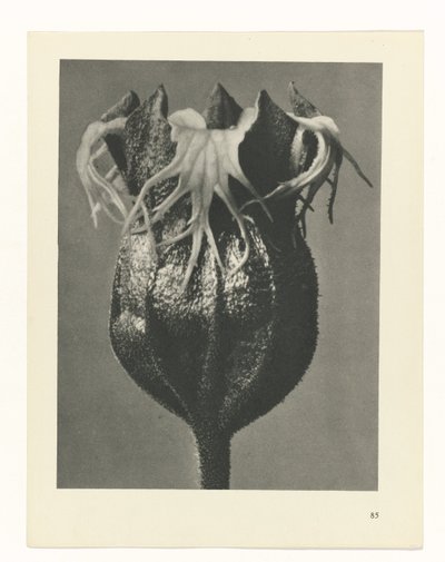 zaplanuj naukę Archetypy sztuki (tytuł serii) autorstwa Karl Blossfeldt