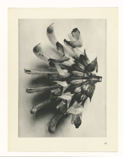 zaplanuj naukę Archetypy sztuki (tytuł serii) autorstwa Karl Blossfeldt
