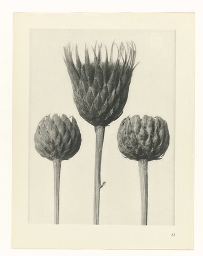zaplanuj naukę Archetypy sztuki (tytuł serii) autorstwa Karl Blossfeldt