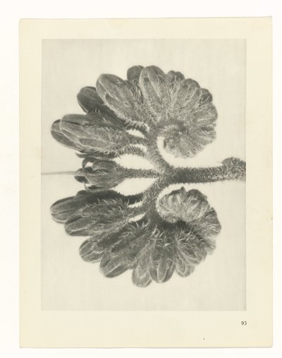 zaplanuj naukę Archetypy sztuki (tytuł serii) autorstwa Karl Blossfeldt