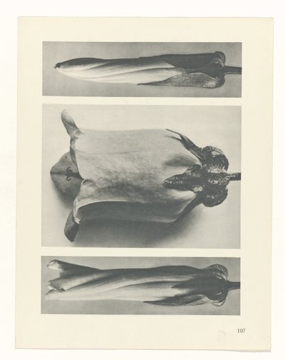 zaplanuj naukę Archetypy sztuki (tytuł serii) autorstwa Karl Blossfeldt
