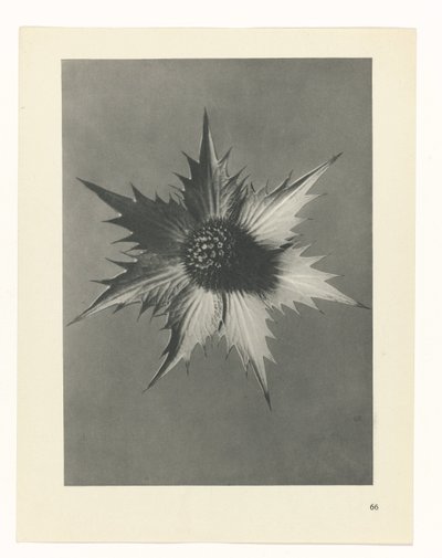 zaplanuj naukę Archetypy sztuki (tytuł serii) autorstwa Karl Blossfeldt