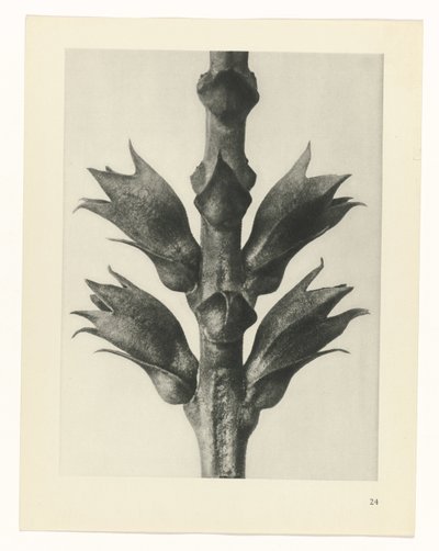 zaplanuj naukę Archetypy sztuki (tytuł serii) autorstwa Karl Blossfeldt