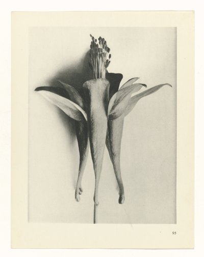 zaplanuj naukę Archetypy sztuki (tytuł serii) autorstwa Karl Blossfeldt