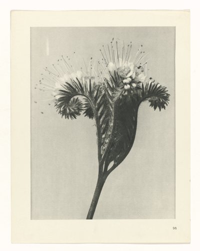 zaplanuj naukę Archetypy sztuki (tytuł serii) autorstwa Karl Blossfeldt