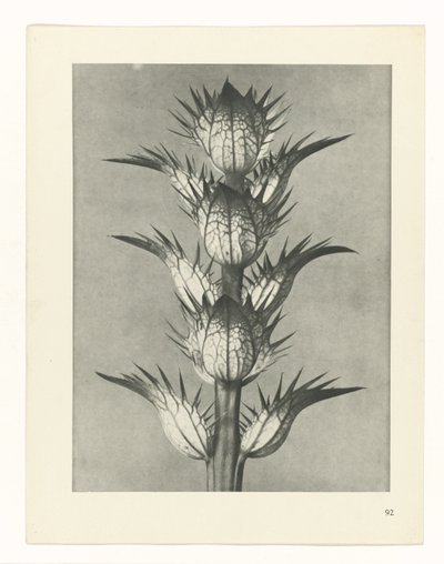 zaplanuj naukę Archetypy sztuki (tytuł serii) autorstwa Karl Blossfeldt