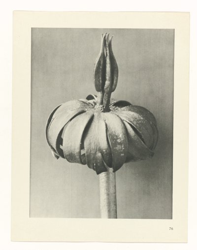 zaplanuj naukę Archetypy sztuki (tytuł serii) autorstwa Karl Blossfeldt
