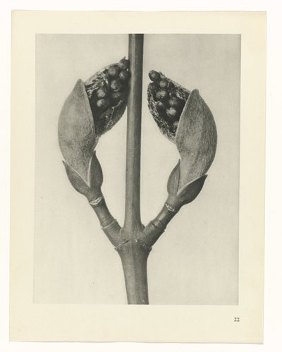 zaplanuj naukę Archetypy sztuki (tytuł serii) autorstwa Karl Blossfeldt