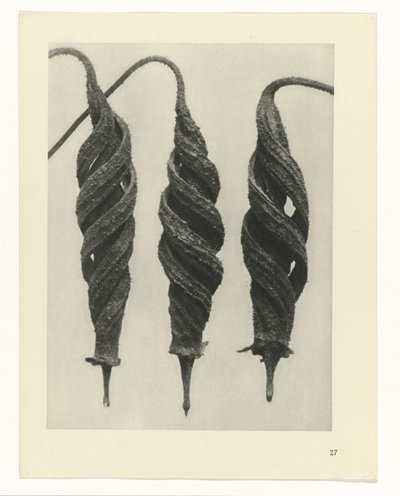 zaplanuj naukę Archetypy sztuki (tytuł serii) autorstwa Karl Blossfeldt