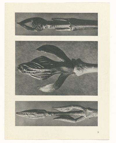 zaplanuj naukę Archetypy sztuki (tytuł serii) autorstwa Karl Blossfeldt