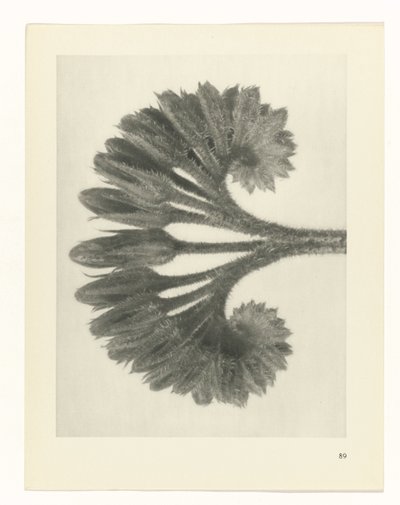 zaplanuj naukę Archetypy sztuki (tytuł serii) autorstwa Karl Blossfeldt