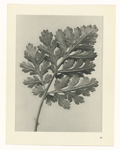 zaplanuj naukę Archetypy sztuki (tytuł serii) autorstwa Karl Blossfeldt