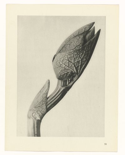 zaplanuj naukę Archetypy sztuki (tytuł serii) autorstwa Karl Blossfeldt