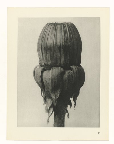 zaplanuj naukę Archetypy sztuki (tytuł serii) autorstwa Karl Blossfeldt