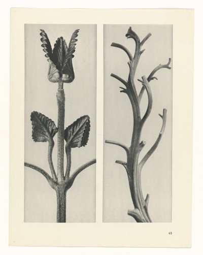 zaplanuj naukę Archetypy sztuki (tytuł serii) autorstwa Karl Blossfeldt