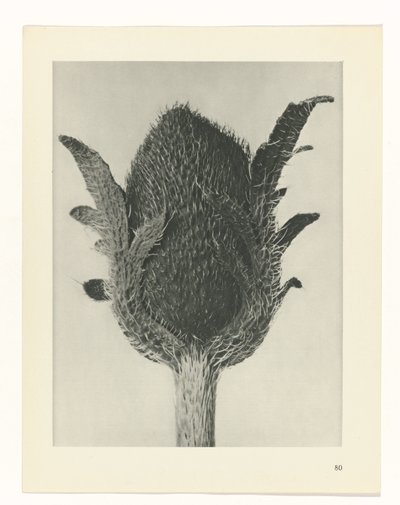 zaplanuj naukę Archetypy sztuki (tytuł serii) autorstwa Karl Blossfeldt