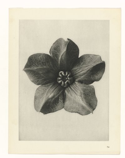 zaplanuj naukę Archetypy sztuki (tytuł serii) autorstwa Karl Blossfeldt