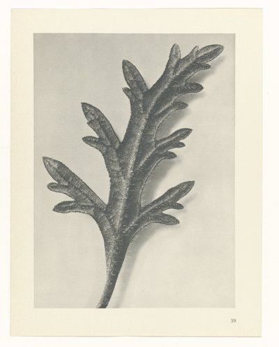 zaplanuj naukę Archetypy sztuki (tytuł serii) autorstwa Karl Blossfeldt