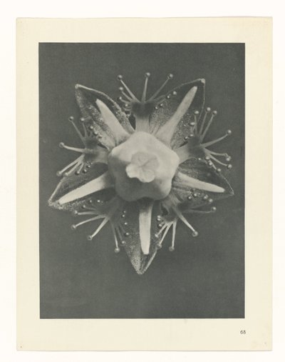 zaplanuj naukę Archetypy sztuki (tytuł serii) autorstwa Karl Blossfeldt