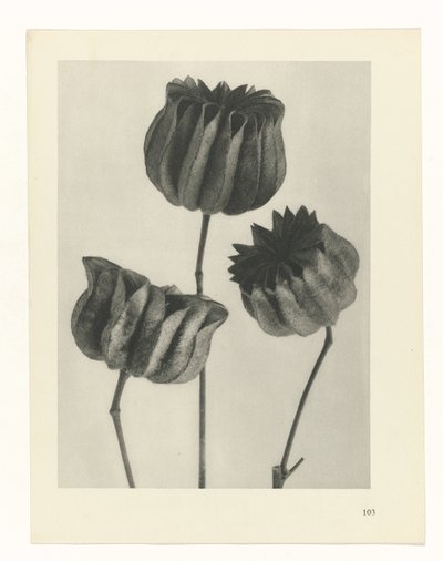 zaplanuj naukę Archetypy sztuki (tytuł serii) autorstwa Karl Blossfeldt