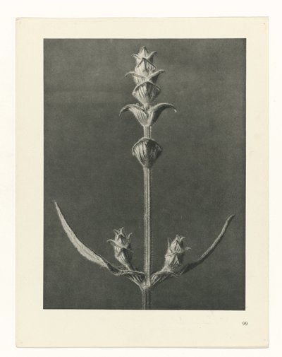 zaplanuj naukę Archetypy sztuki (tytuł serii) autorstwa Karl Blossfeldt