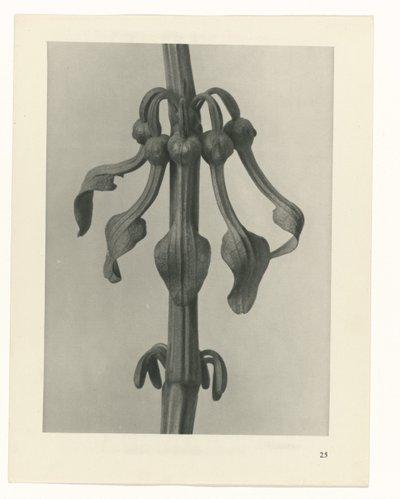 zaplanuj naukę Archetypy sztuki (tytuł serii) autorstwa Karl Blossfeldt