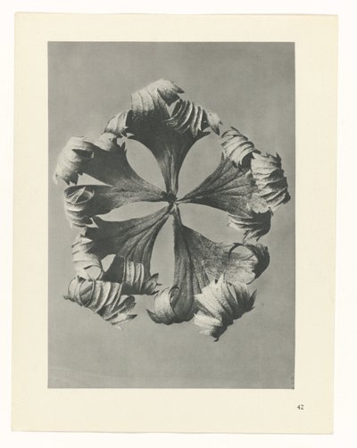 zaplanuj naukę Archetypy sztuki (tytuł serii) autorstwa Karl Blossfeldt