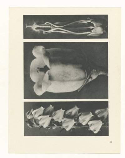 zaplanuj naukę Archetypy sztuki (tytuł serii) autorstwa Karl Blossfeldt
