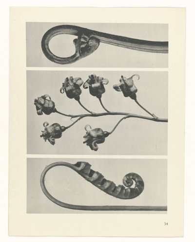 zaplanuj naukę Archetypy sztuki (tytuł serii) autorstwa Karl Blossfeldt