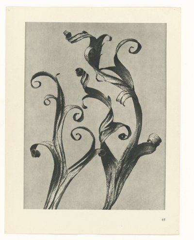 zaplanuj naukę Archetypy sztuki (tytuł serii) autorstwa Karl Blossfeldt