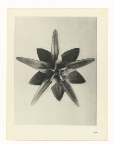 zaplanuj naukę Archetypy sztuki (tytuł serii) autorstwa Karl Blossfeldt