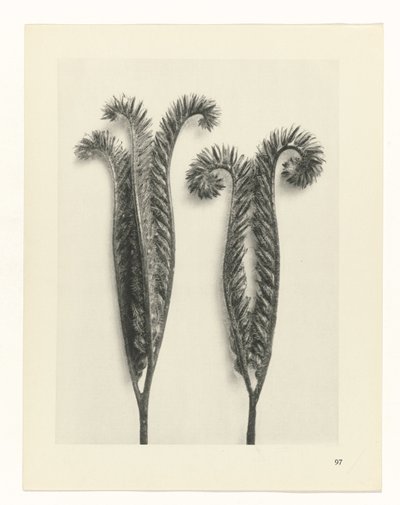 zaplanuj naukę Archetypy sztuki (tytuł serii) autorstwa Karl Blossfeldt