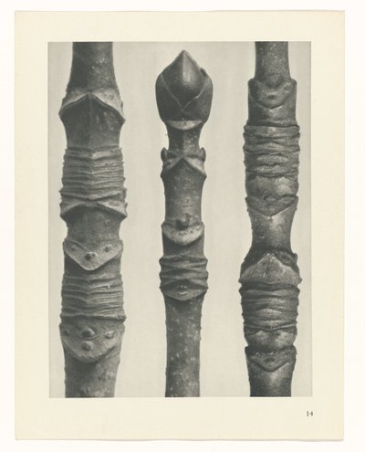 zaplanuj naukę Archetypy sztuki (tytuł serii) autorstwa Karl Blossfeldt